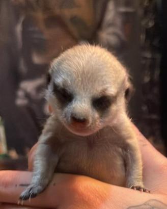Suricata baby