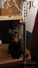 Gattina di 2 anni e mezzo