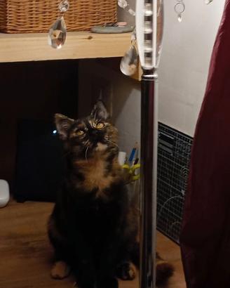 Gattina di 2 anni e mezzo