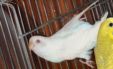 Cocoriti