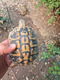 Testudo hermanni hermanni