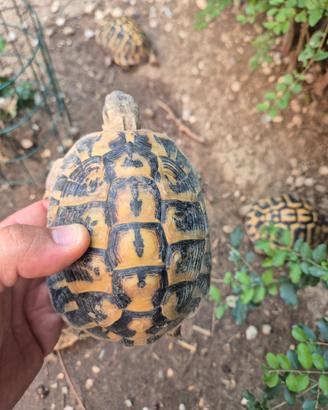 Testudo hermanni hermanni