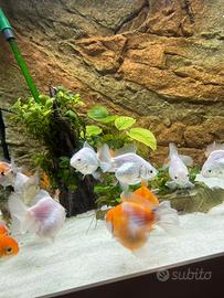 Acquario