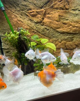 Acquario
