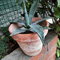 Pianta agave americana