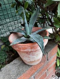 Pianta agave americana