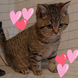 Gattini Scottish straight