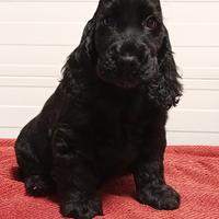 Maschio Cocker Spaniel Inglese