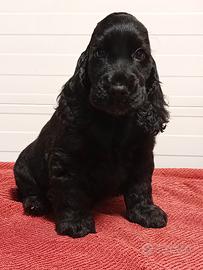 Maschio Cocker Spaniel Inglese