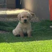 Cuccioli Labrador