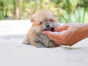 Cucciolino di Pomerania