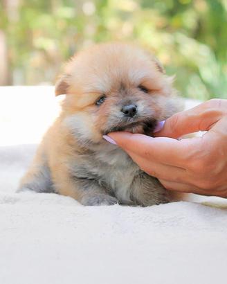 Cucciolino di Pomerania