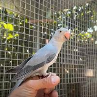 Pappagallo parlante parrocchetto dal collare