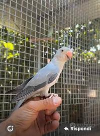 Pappagallo parlante parrocchetto dal collare