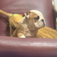 Bulldog inglese femminucce pedigree