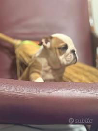 Bulldog inglese femminucce pedigree