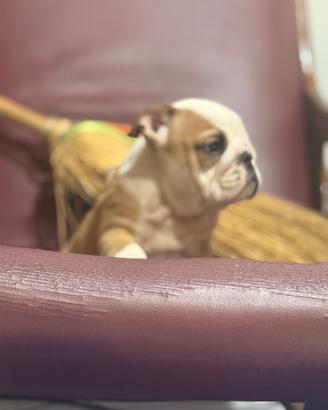 Bulldog inglese femminucce pedigree