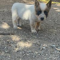 Australian Cattel Dog