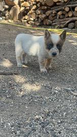 Australian Cattel Dog