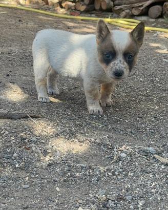 Australian Cattel Dog