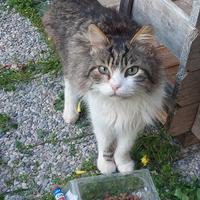 Gattini