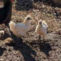 Galline moroseta 2025