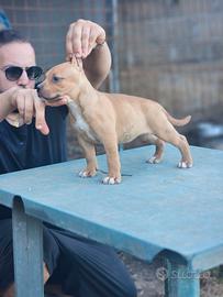 Pitbull UKC femmina