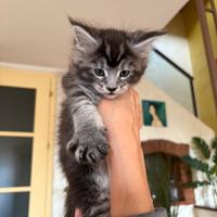 Gattini maine coon