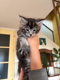 Gattini maine coon