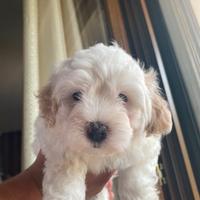 Maltipoo