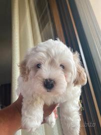 Maltipoo