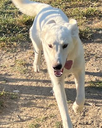 Cucciolo di 6 mesi in ADOZIONE
