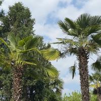 Semi di palma di Fortune