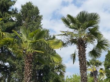 Semi di palma di Fortune