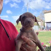 Cuccioli american Pitbull terrier