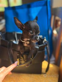 Chihuahua extramini maschietto