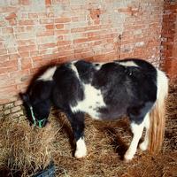 Pony