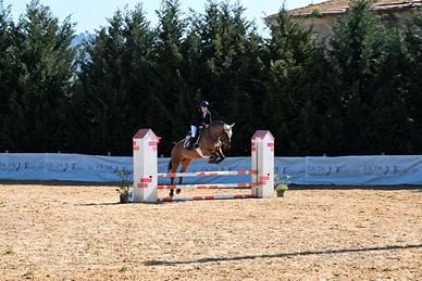 Cavallo da salto ostacoli