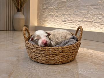 Cuccioli pastore australiano