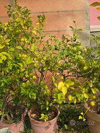 piante limoni 