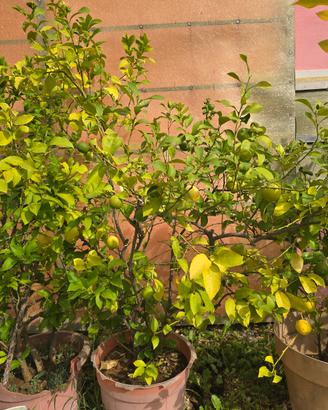 piante limoni 