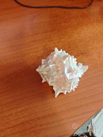 conchiglia da ornamento o collezione 