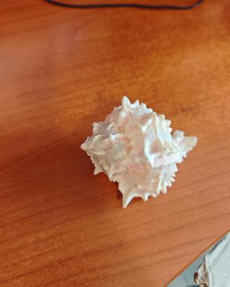 conchiglia da ornamento o collezione 