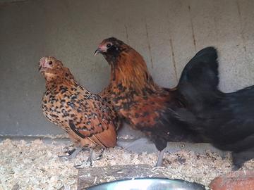 Galline nane