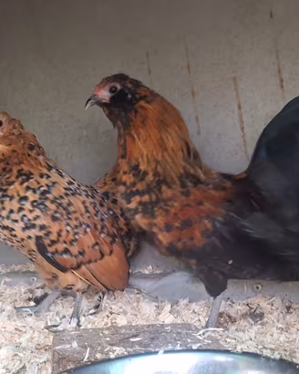 Galline nane