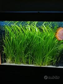 pianta d'acquario Vallisneria spiralis 