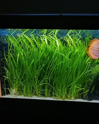 pianta d'acquario Vallisneria spiralis 