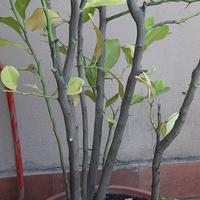 Albero di limone, base per innesto