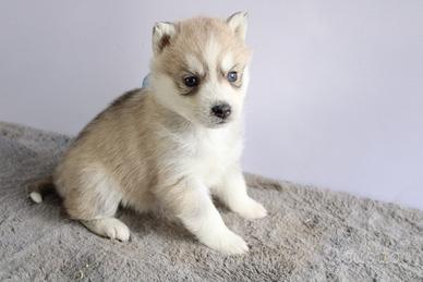 Siberian Husky con pedigree enci