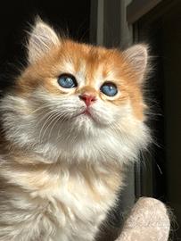 British golden con pedigree